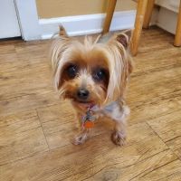 Veterinary Medical Center ico