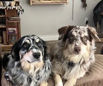Compassion Veterinary Hospital