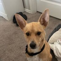 Jarrell Animal Hospital ico