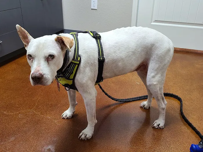Jarrell Animal Hospital 6