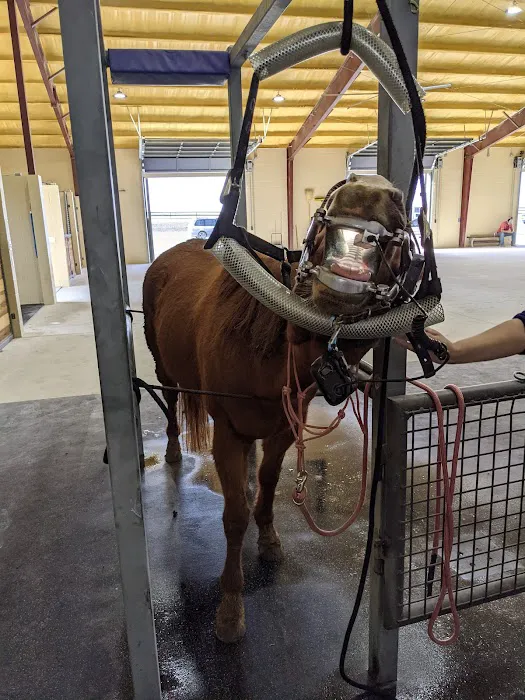 Brazos Valley Equine Hospitals 6