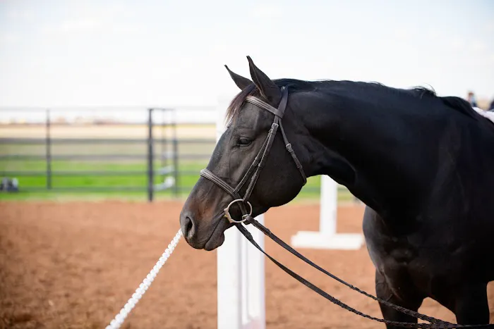 Brazos Valley Equine Hospitals 3