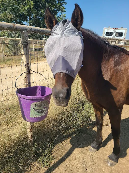 Brazos Valley Equine Hospitals 5
