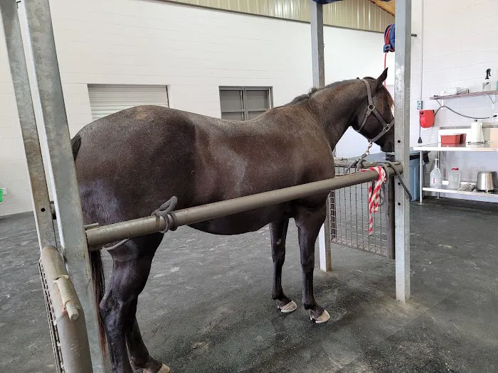 Brazos Valley Equine Hospitals 7