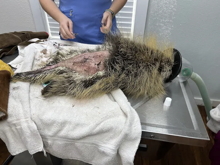 Animal Medical of Salado 7
