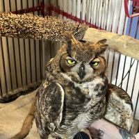 Animal Medical of Salado ico