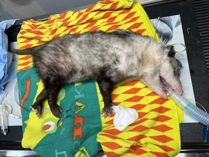 Animal Medical of Salado 9