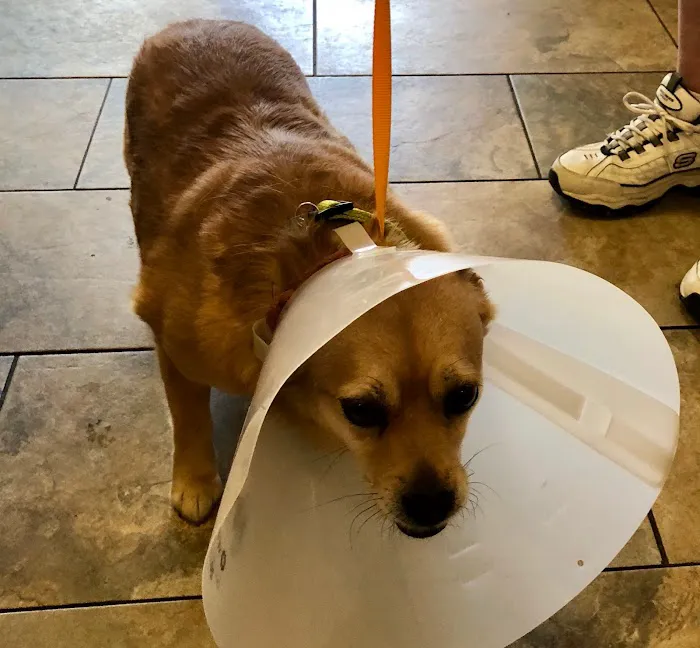 All Creatures Veterinary Center 10