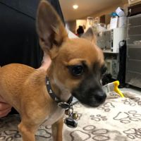 All Creatures Veterinary Center ico