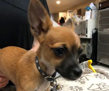 All Creatures Veterinary Center