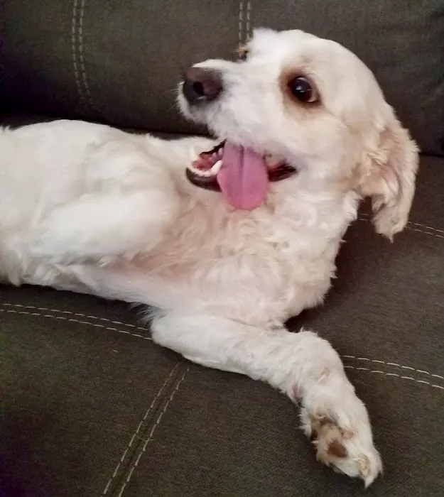 All Creatures Veterinary Center 4