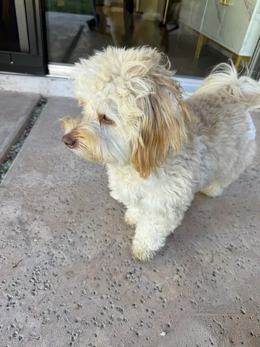 Valley Lyons Veterinary Hospital 10