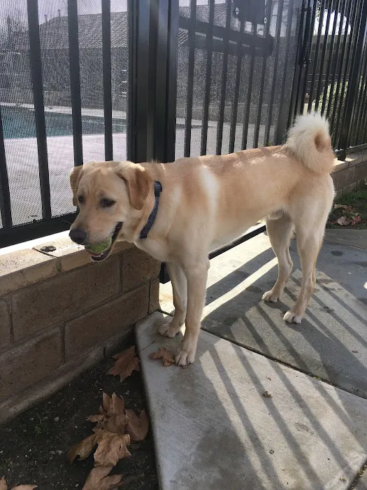 Valley Lyons Veterinary Hospital 9