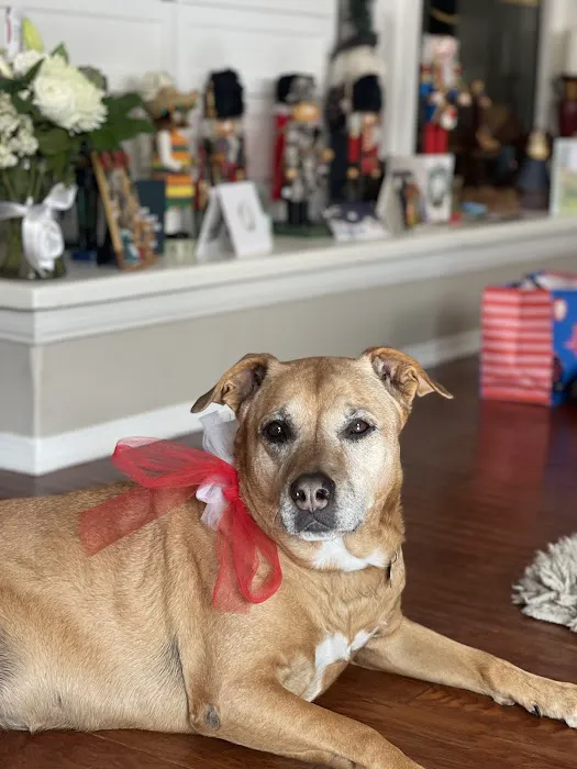 Santa Clarita Animal Hospital 1