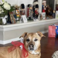 Santa Clarita Animal Hospital ico