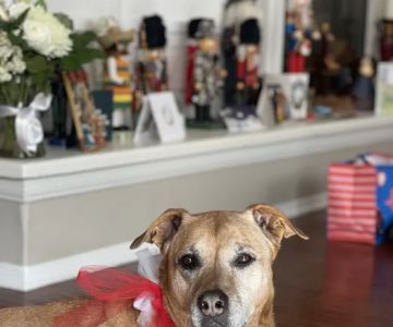 Santa Clarita Animal Hospital