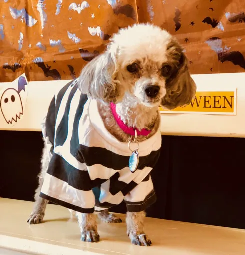 Santa Clarita Animal Hospital 3
