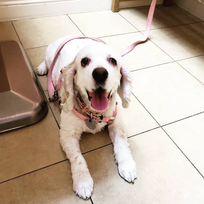 Santa Clarita Animal Hospital 8
