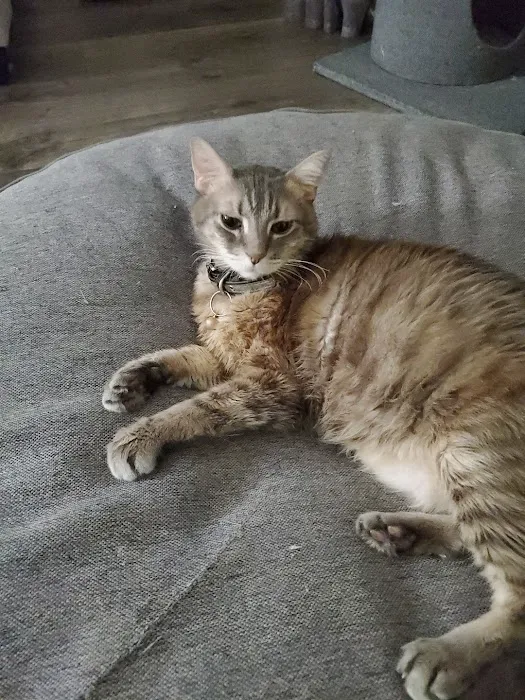 Animal Medical Center 3