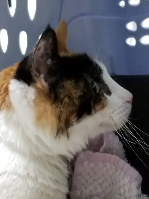 The Cat Doctor & Friends 3