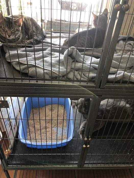The Cat Doctor & Friends 6