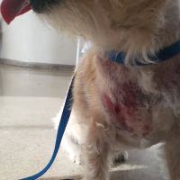 VIP Veterinary Services ico