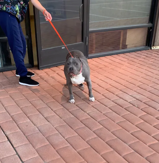 VIP Veterinary Services 7