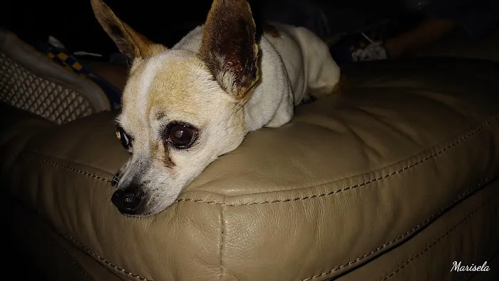 Pinnacle Veterinary Center 5