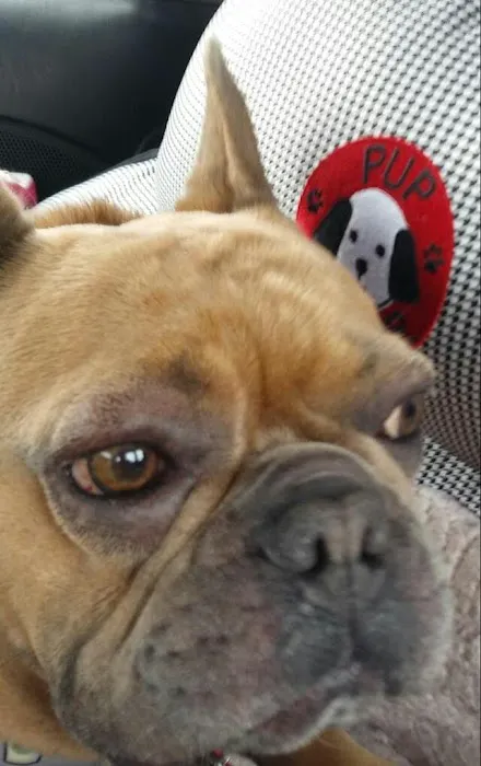 Pinnacle Veterinary Center 6