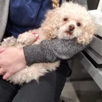 Pinnacle Veterinary Center ico