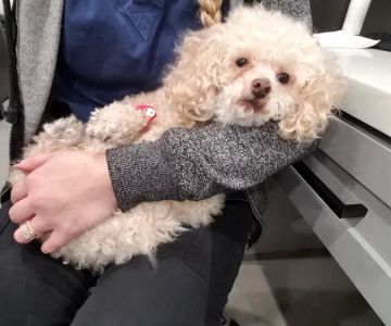 Pinnacle Veterinary Center