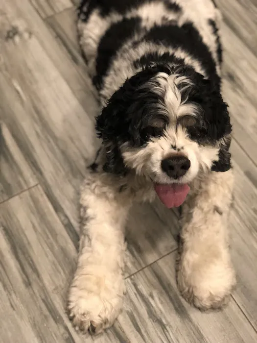 Pinnacle Veterinary Center 2