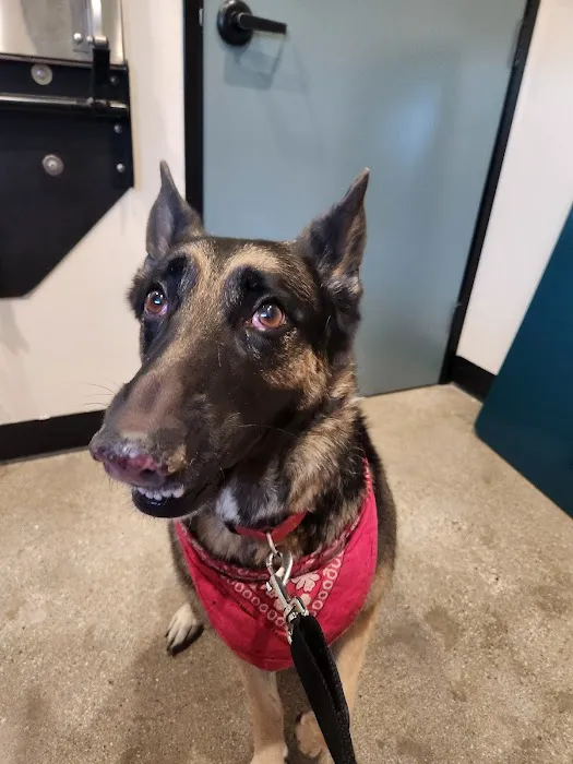 Pinnacle Veterinary Center 8