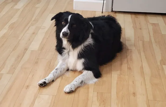 Canyon Country Animal Hospital 7