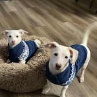 Devonshire Animal Hospital ico