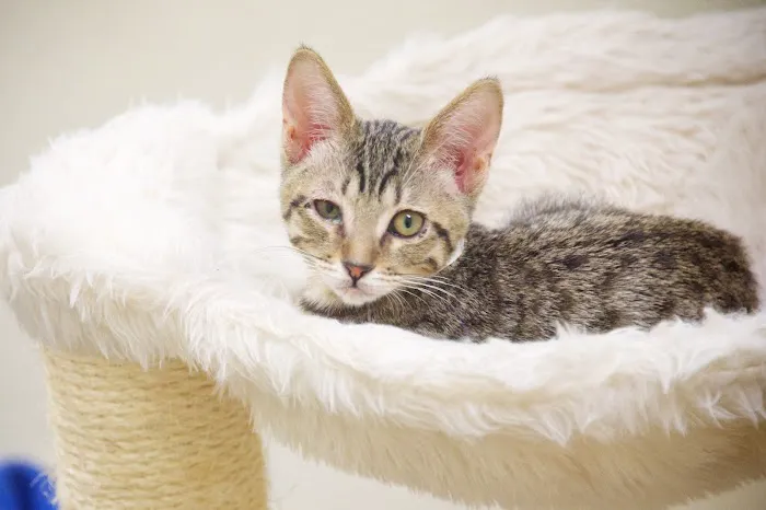 Heaven on Earth Animal Clinic 5