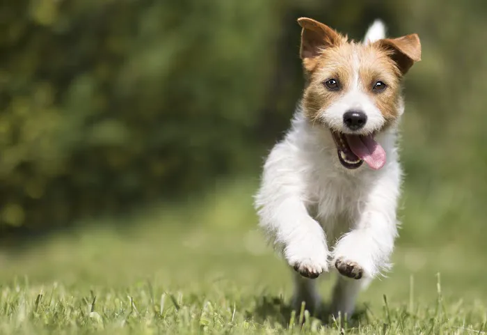 Gemcore Veterinary Services 5
