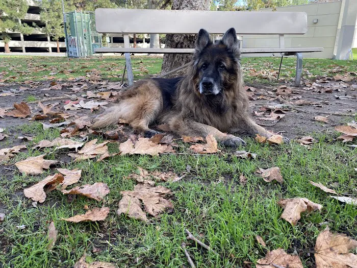 Gemcore Veterinary Services 6