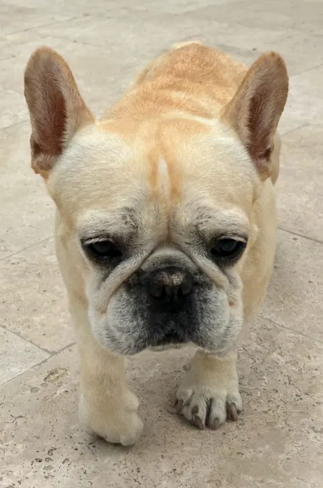 Topanga Veterinary Clinic 3