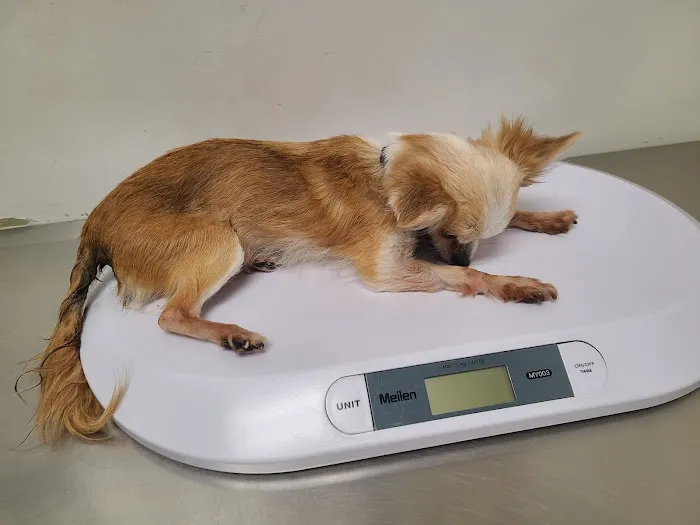 Topanga Veterinary Clinic 4