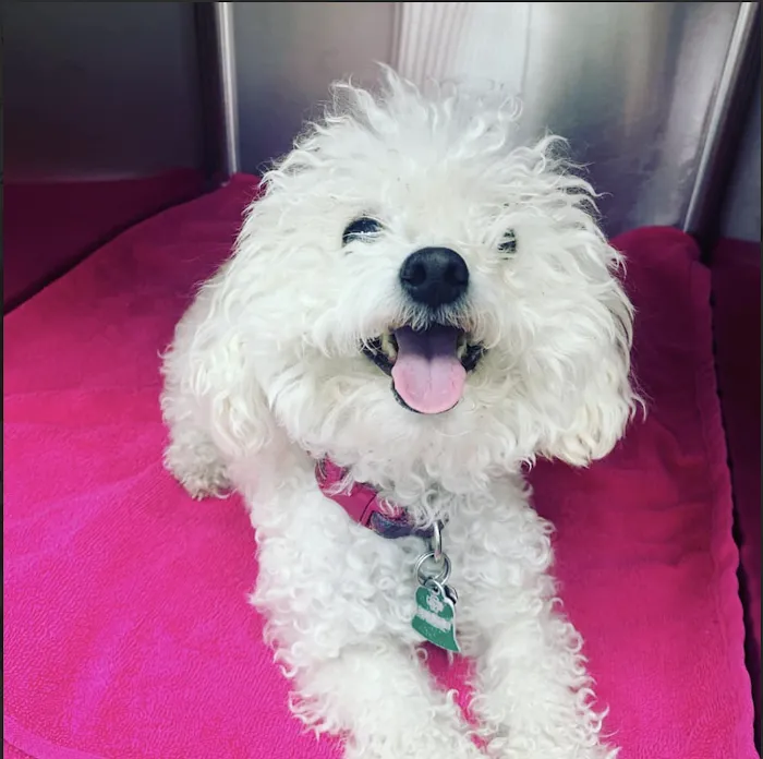 Topanga Veterinary Clinic 9