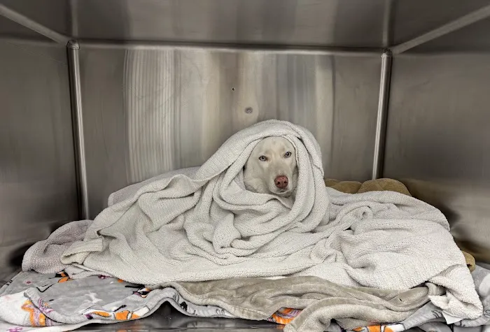 Topanga Veterinary Clinic 8