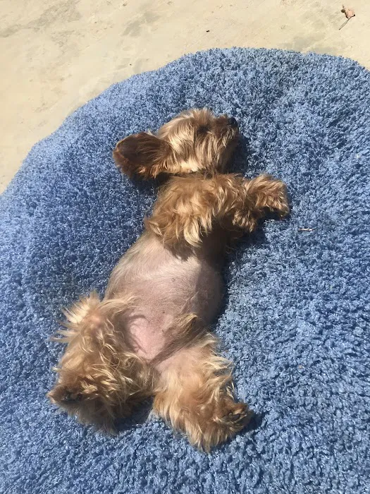 Nordhoff Veterinary Hospital 6