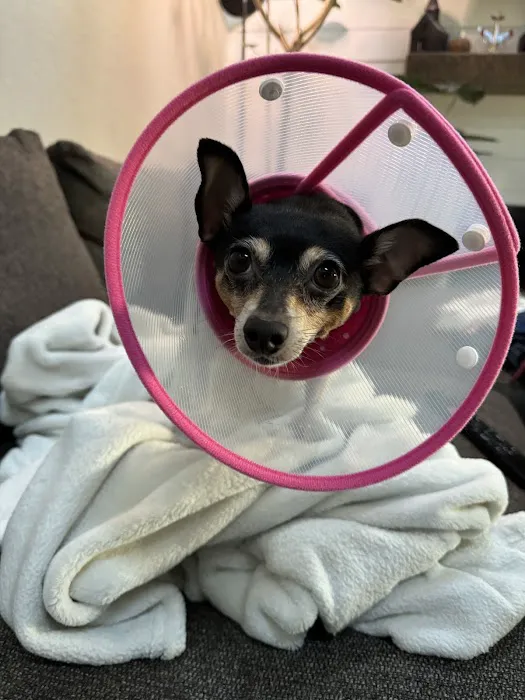 Altadena Pet Hospital 3