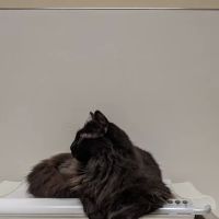 Altadena Pet Hospital ico