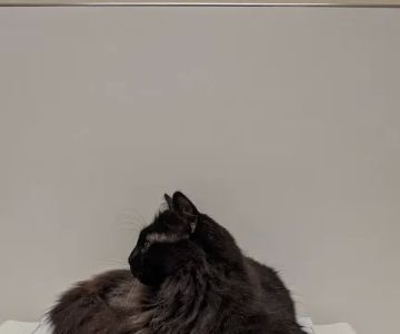 Altadena Pet Hospital