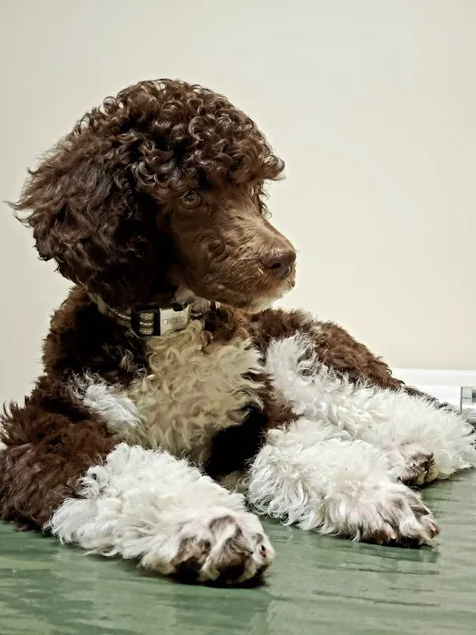 Altadena Pet Hospital 2