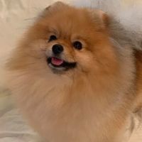 Warner Center Pet Clinic: Jackson Debra DVM ico