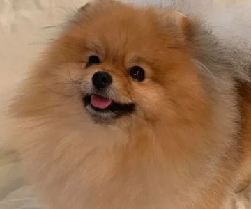 Warner Center Pet Clinic: Jackson Debra DVM