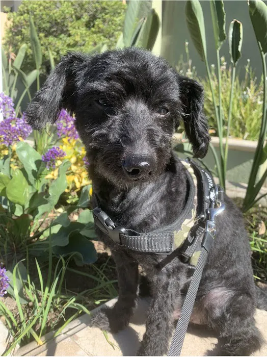 Warner Center Pet Clinic 6